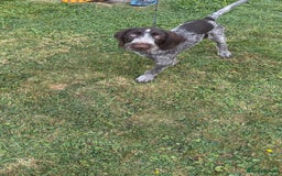 German Wirehaired Pointer dogs for sale: German wired haired stunning pointer pups  in Preston - Image 14
