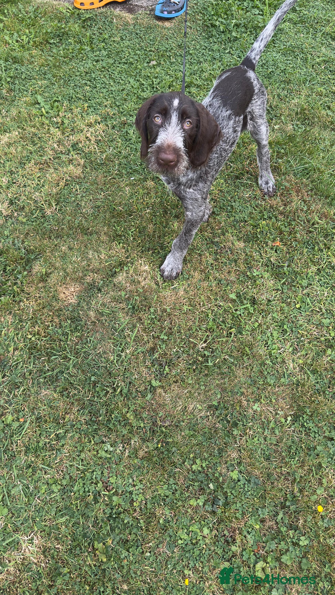 German Wirehaired Pointer dogs for sale: German wired haired stunning pointer pups  in Preston - Image 14