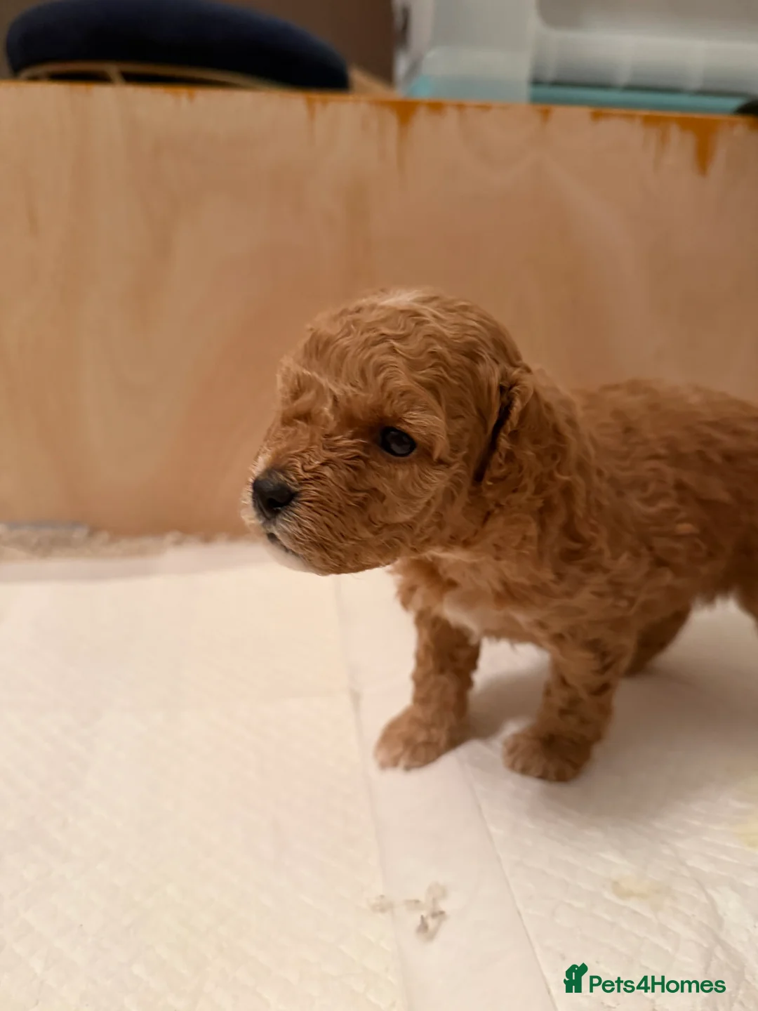 Toy Poodle dogs for sale: Toy poodles - Advert 12