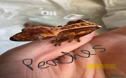 Gecko reptiles for sale: Baby crested geckos  - Image 13