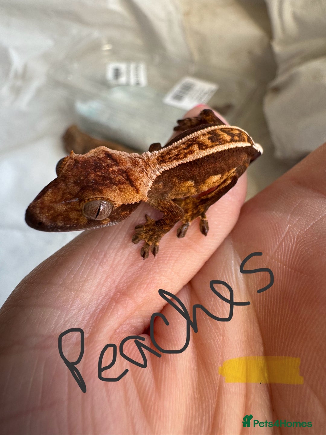 Gecko reptiles for sale: Baby crested geckos  - Image 13