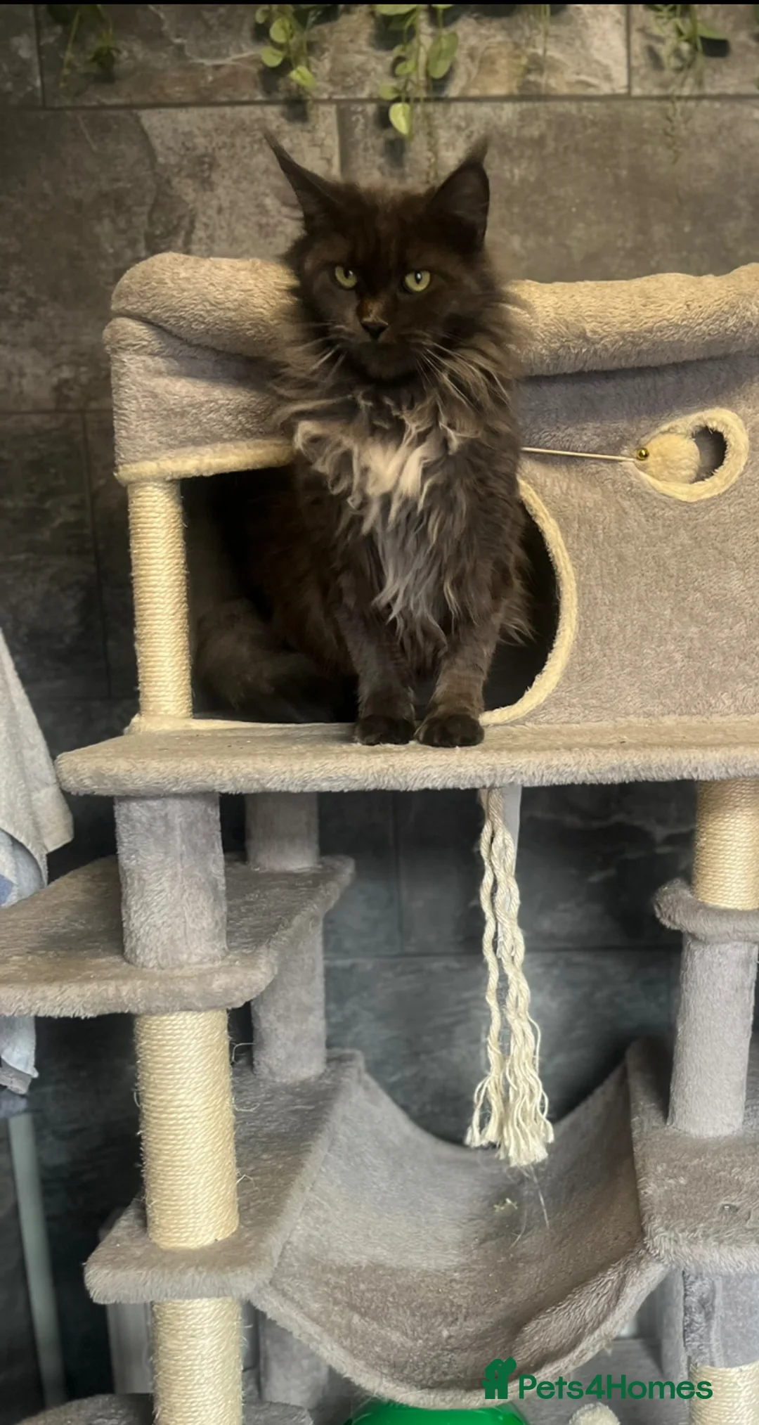 Maine Coon cats for sale: XXL Maine coon kittens  - Advert 8