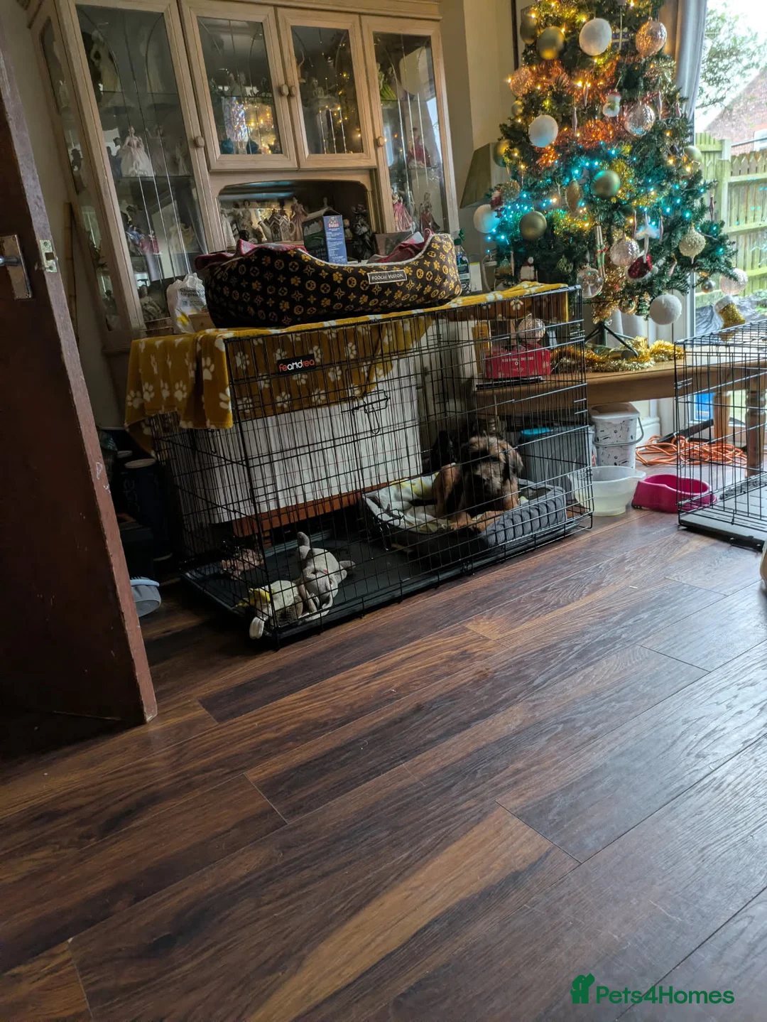 Double Doodle dogs for sale: 6 months old puppy for sale  - Advert 4