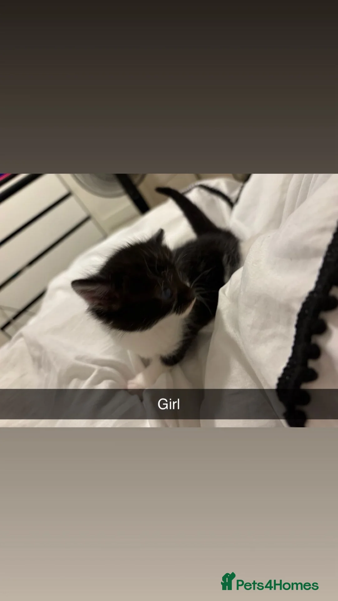 Mixed Breed cats for sale: Kittens  - Advert 2