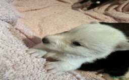 Pomsky dogs for sale: F4 beautiful puppy pomskie blue eyes - Image 40