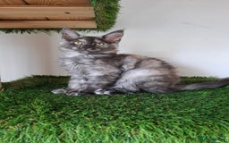Maine Coon cats for sale: Pedigree Maine Coon kittens  - Image 20