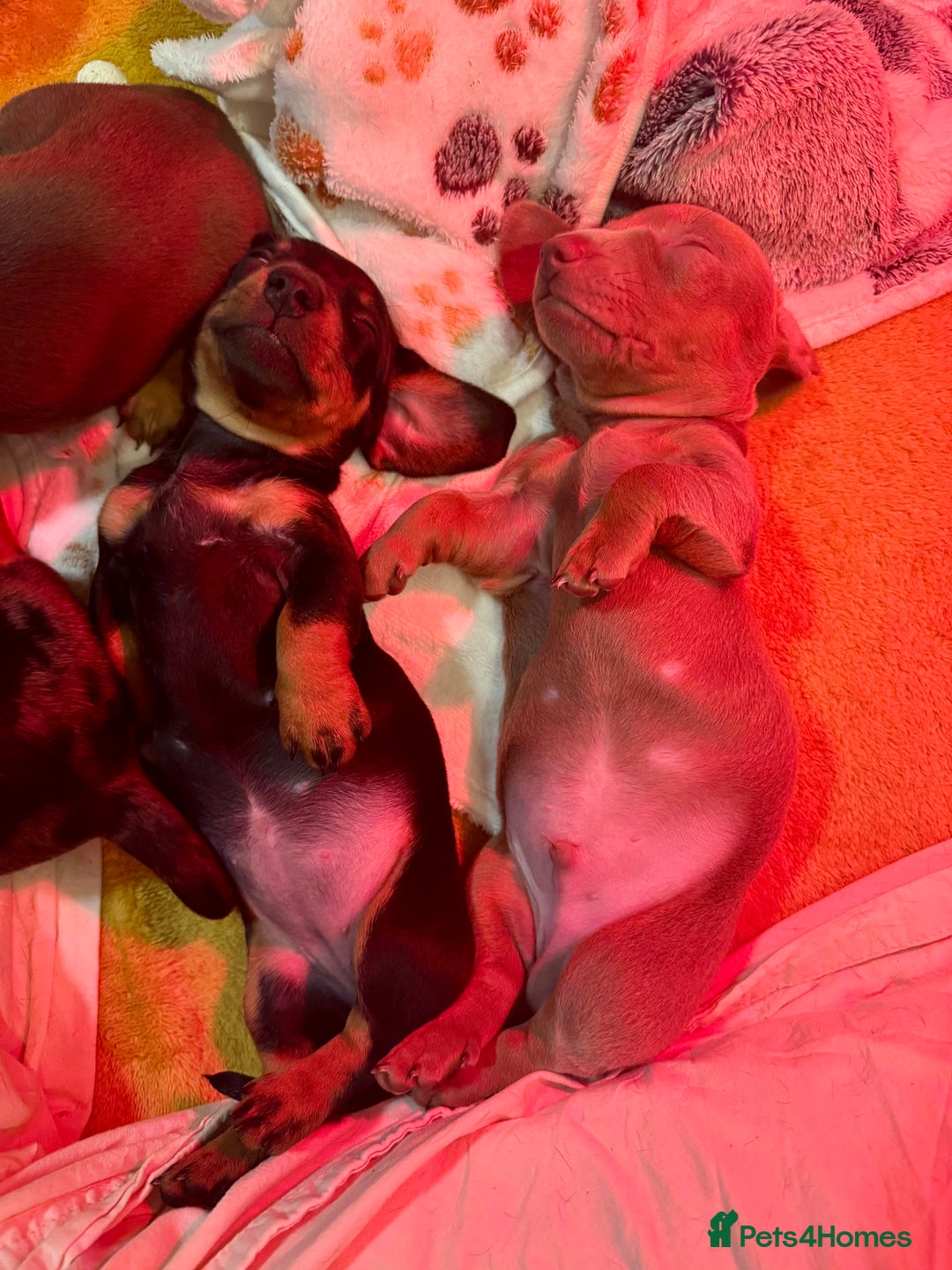 Dachshund dogs for sale: 3 Dachshunds will be ready for  **  - Advert 21