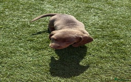 Miniature Dachshund dogs for sale: Kc miniature dachshund  ready now 🐶 in Manchester - Image 13