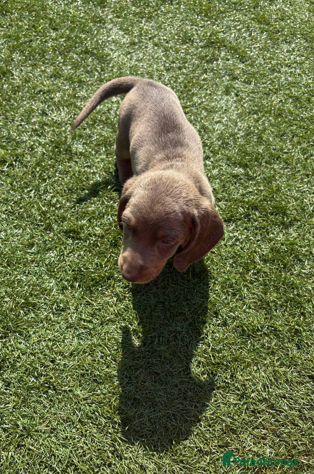 Miniature Dachshund dogs for sale: Kc miniature dachshund  ready now 🐶 in Manchester - Image 13