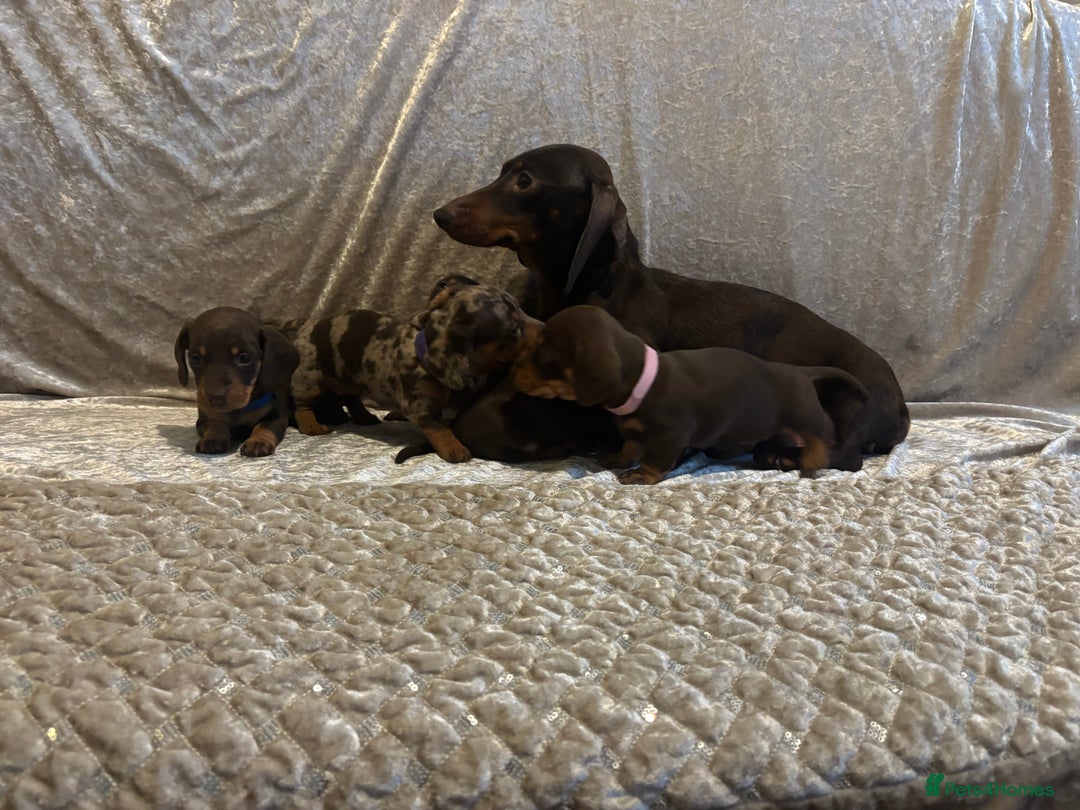 Miniature Dachshund dogs for sale: Mini Dachshund Available - Advert 1