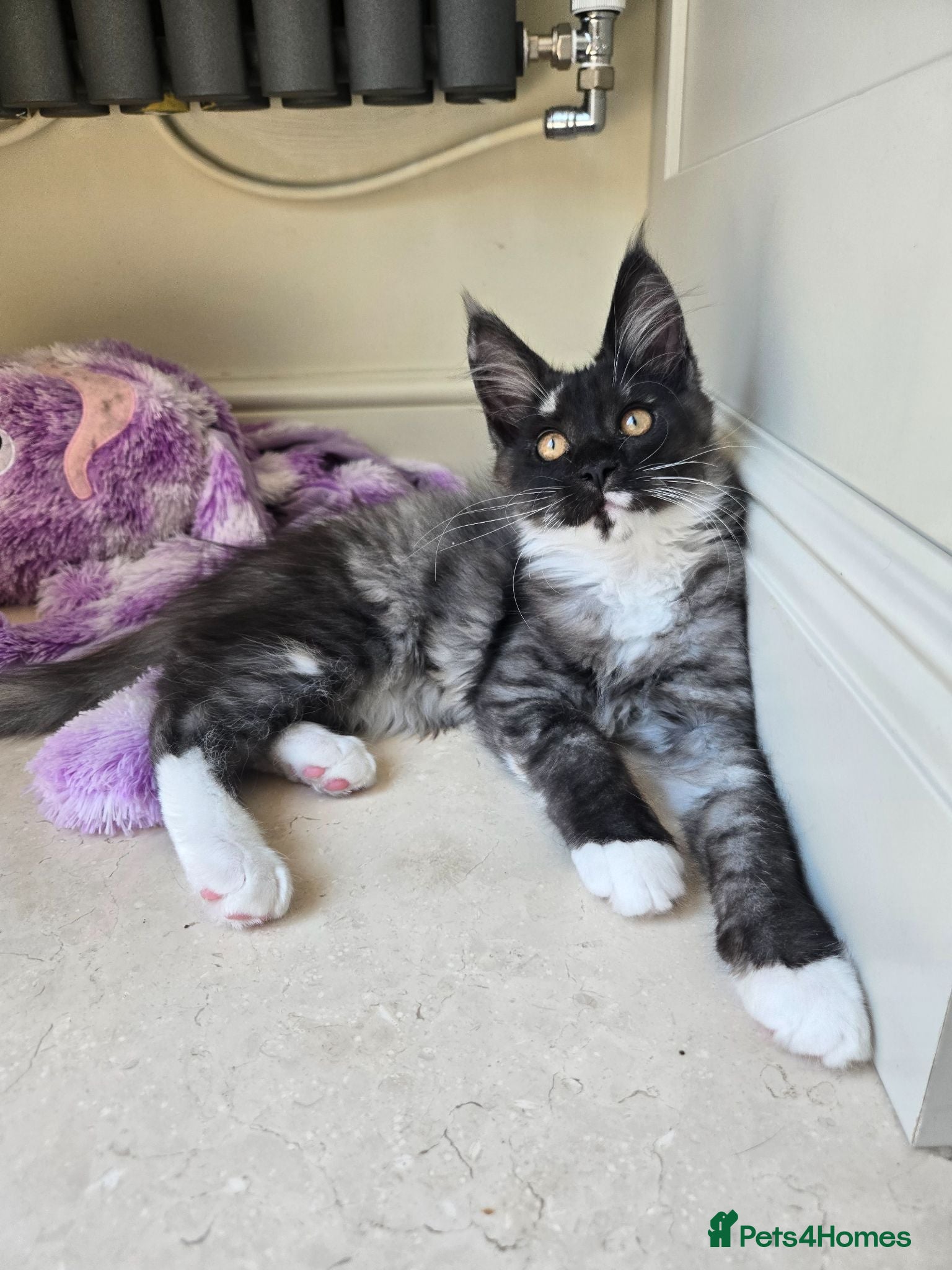 Maine Coon cats Ready now - stunning gccf maine coons  - Advert 17