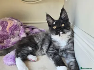Maine Coon cats Ready now - stunning gccf maine coons - Advert 17