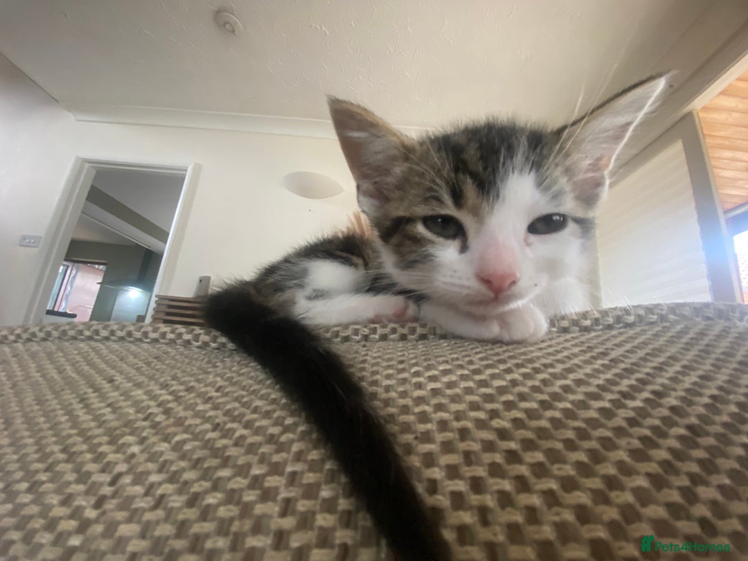 Domestic Shorthair cats for sale: Three beautiful playful kittens. - Image 13