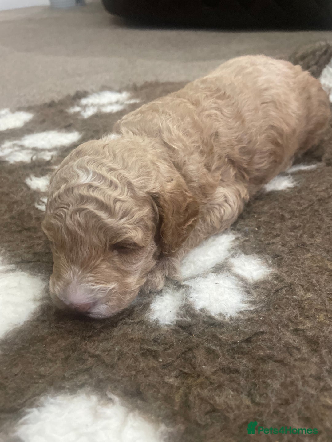 Cockapoo dogs for sale: F1b cockapoo puppies ready now - Advert 36