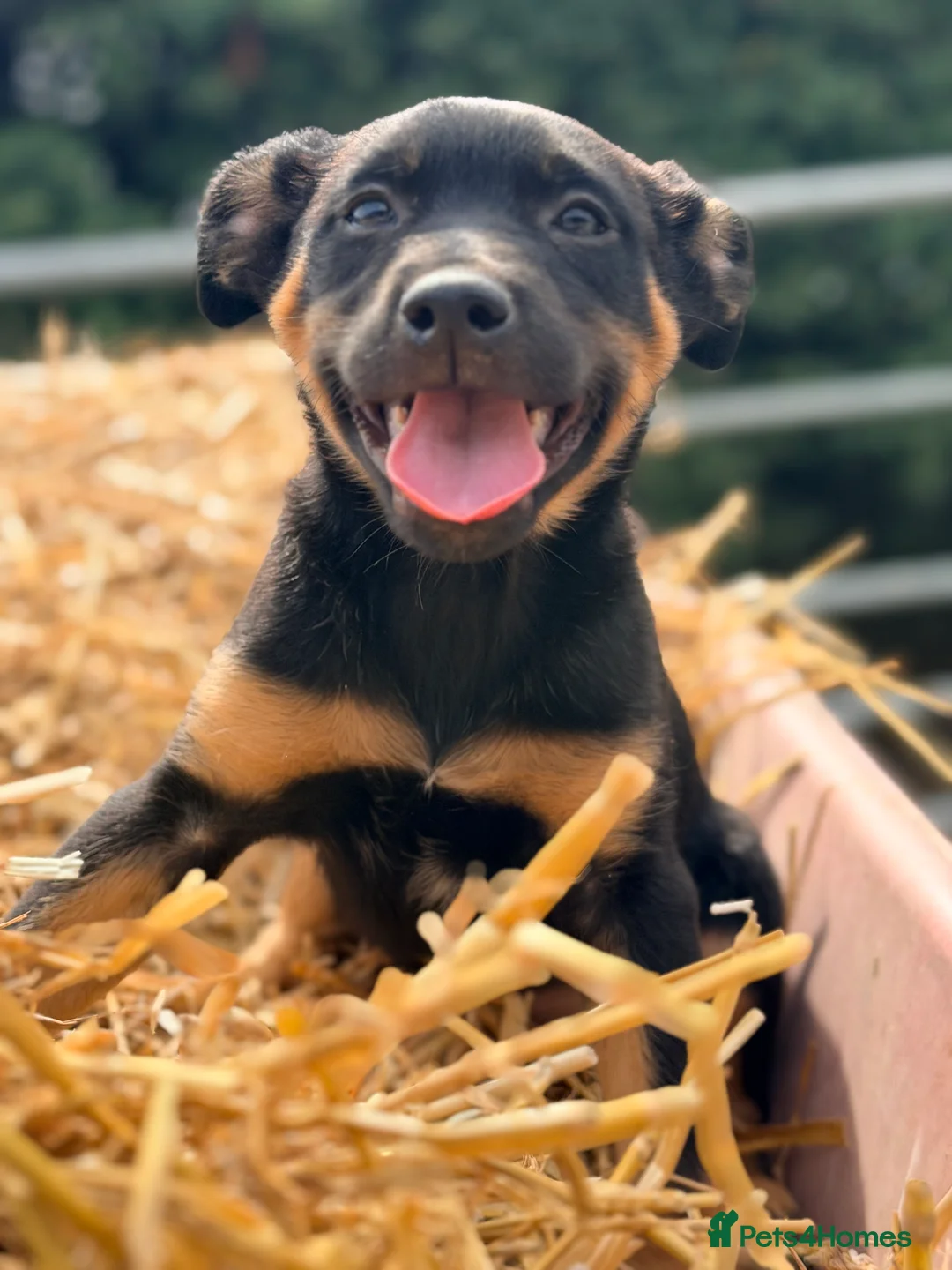 Mixed Breed dogs for sale: 3 x KELPIE X PUPS - BITCHES - Advert 2