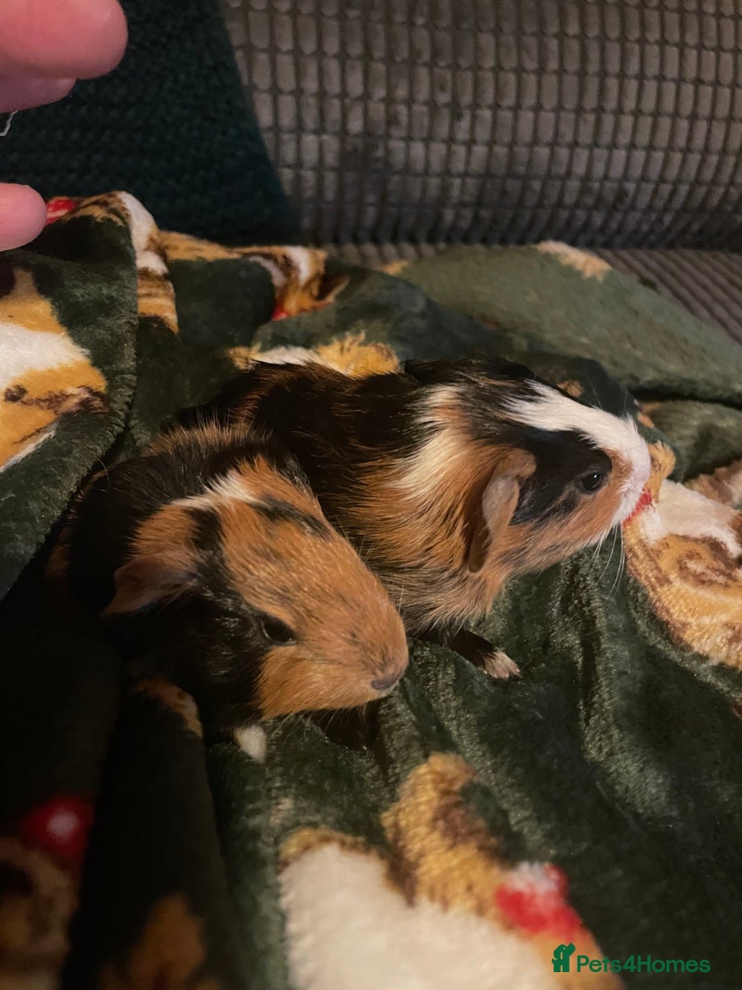 Guinea Pig rodents for sale: Two beautiful tricolour boars ready for a new home - Advert 2