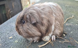 Guinea Pig rodents for sale: Pure Sheltie Male guinea pigs  - Image 11