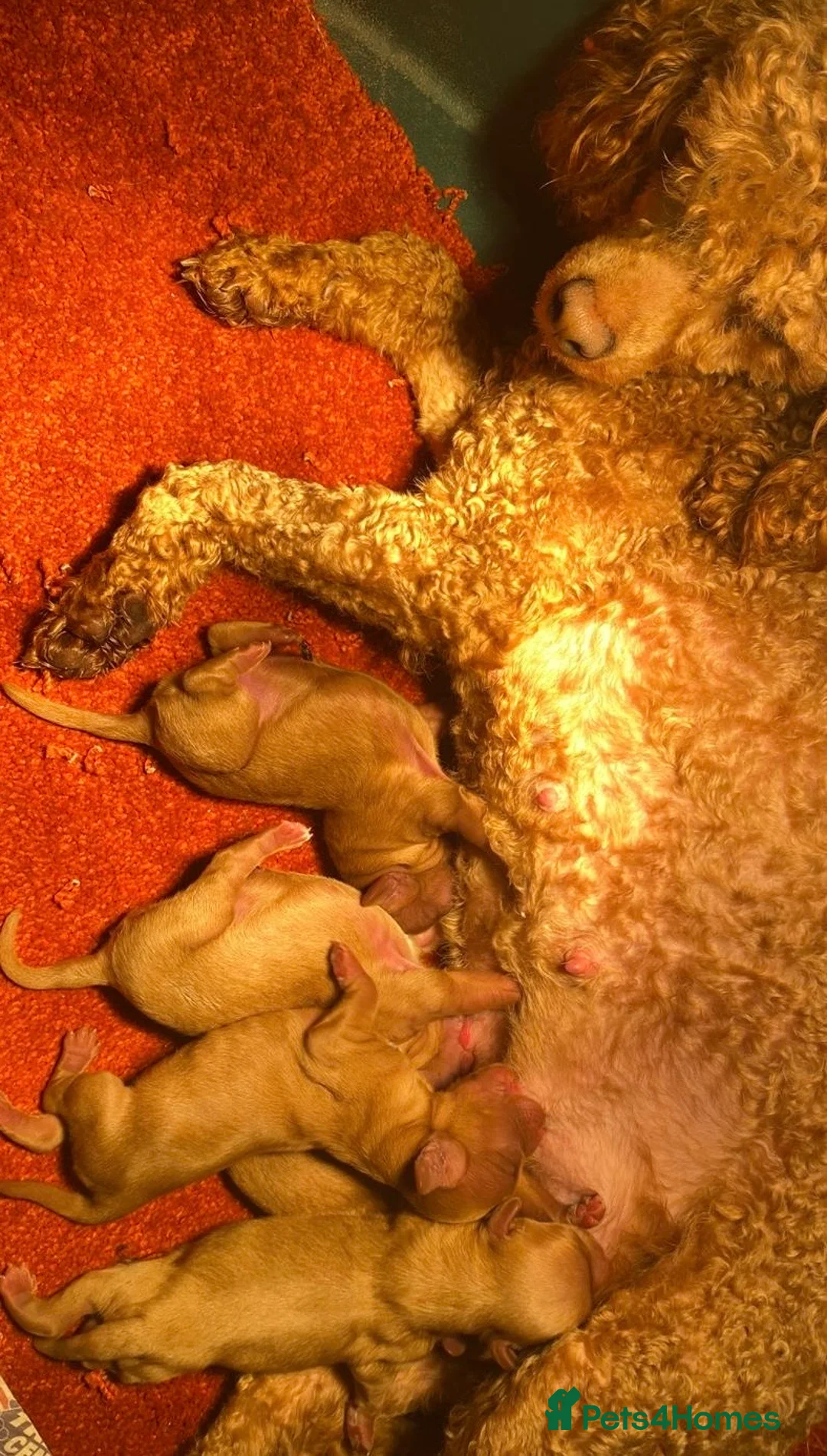 Toy Poodle dogs for sale: Stunning litter of toy poodles  - Advert 12