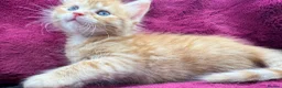 Mixed Breed cats for sale: Beautiful kittens 😻 - Advert 20