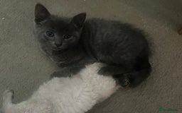 Mixed Breed cats for sale: Mixed breed - BSH and Selkirk Rex female kitten  - Image 1