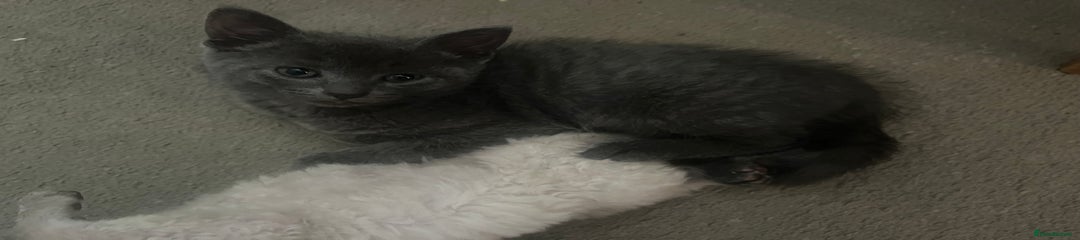 Mixed Breed Kitten 1