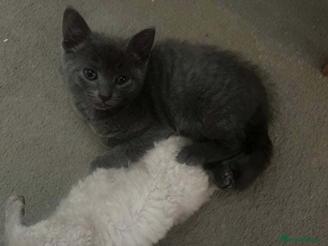 Mixed Breed cats for sale: Mixed breed - BSH and Selkirk Rex female kitten  - Image 1