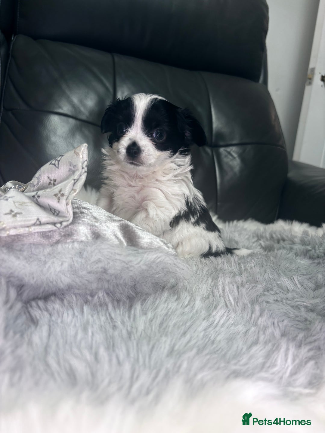 Chihuahua dogs for sale: Stunning tiny Chihuahua puppy’s male female  - Advert 19