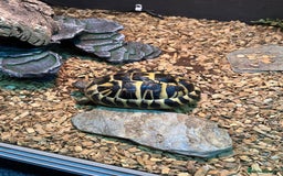 Hermann Tortoise reptiles for sale: Hermann's Tortoise - Image 5