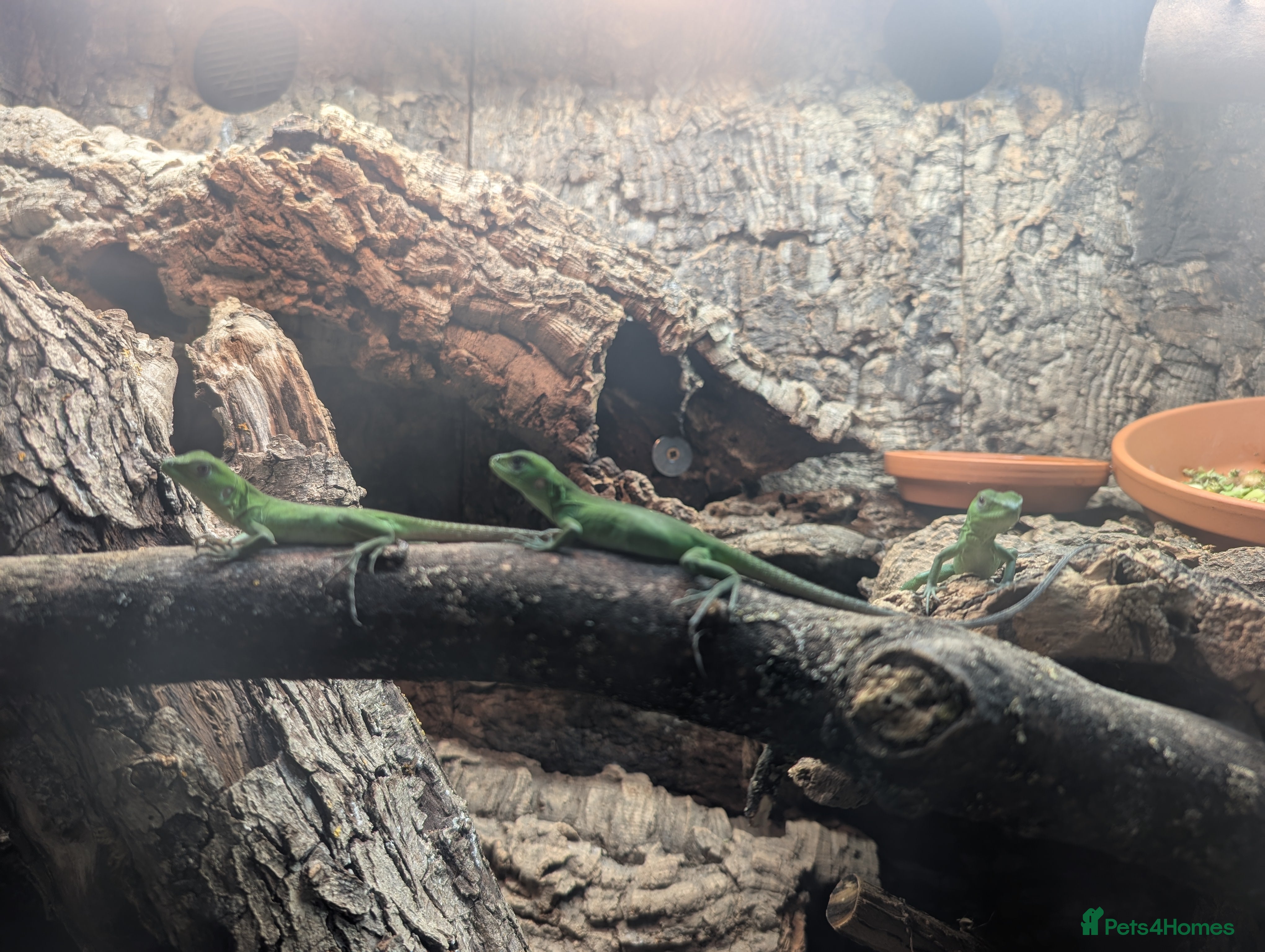 Iguana reptiles Ctenosaura pectinata Mexican spiny tail iguana  - Advert 2