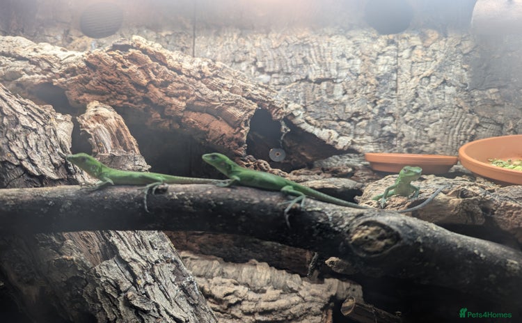 Iguana reptiles - Advert 2