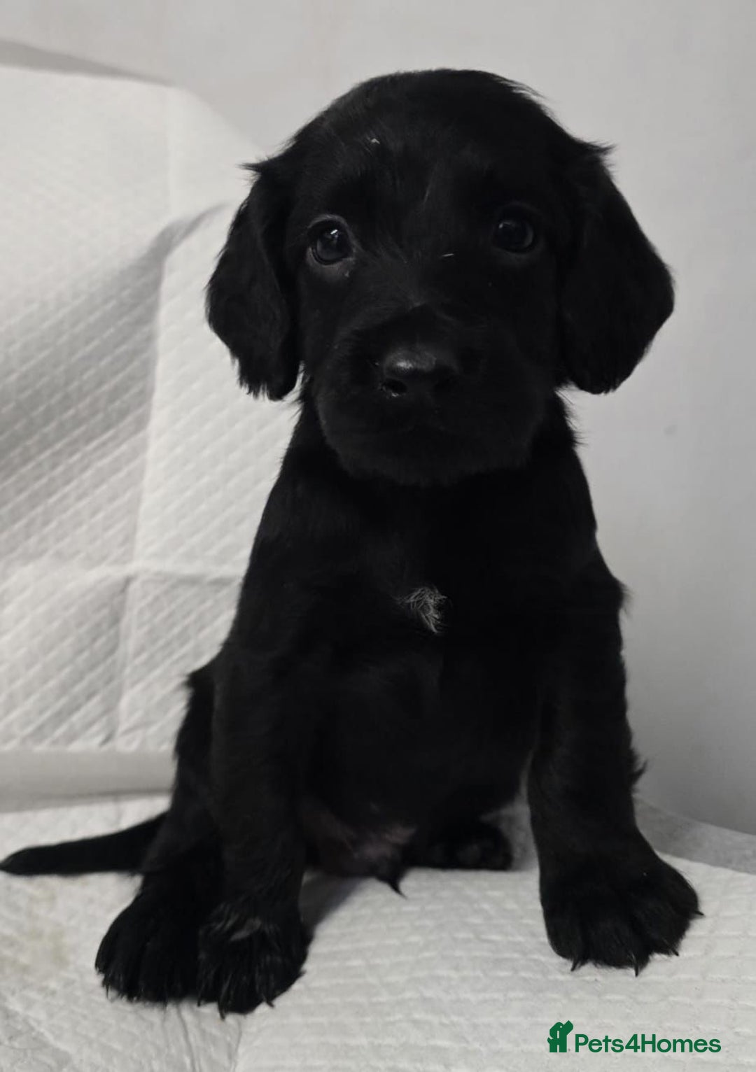 Cocker Spaniel dogs for sale: KC Registered Cocker Spaniel Puppies - Advert 10