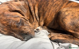 Mixed Breed dogs for sale: 16 week American Bulldog/staff - Advert 6