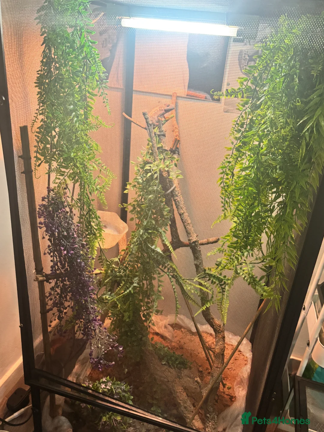 Chameleon reptiles for sale: Female panther chameleon and enclosure  in Basildon - Advert 5