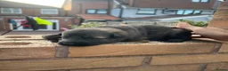 German Shepherd dogs for sale: Elite Czech German Shepherd Puppies Available!! - Advert 9