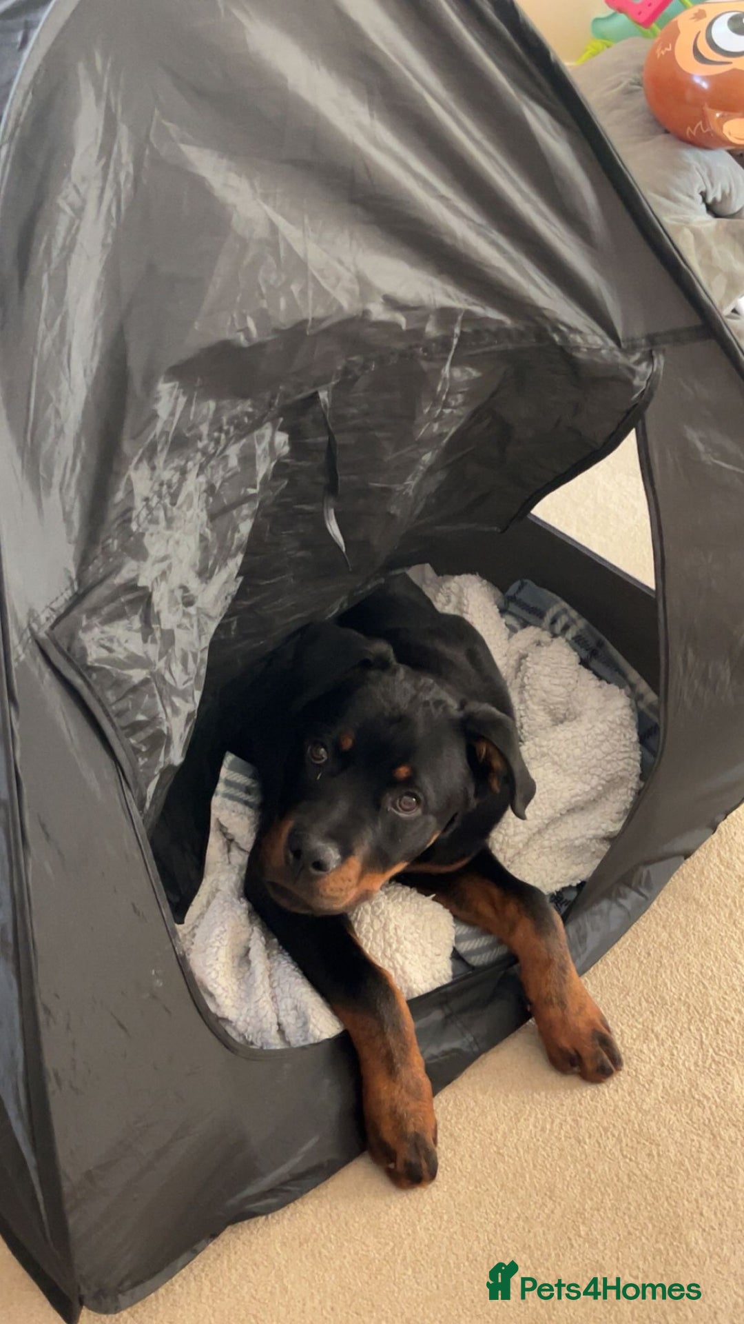 Rottweiler dogs for sale: Beautiful rottweiler pups - Advert 7