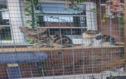 Bengal cats for sale: 2 bengal Cross sisters - Image 4