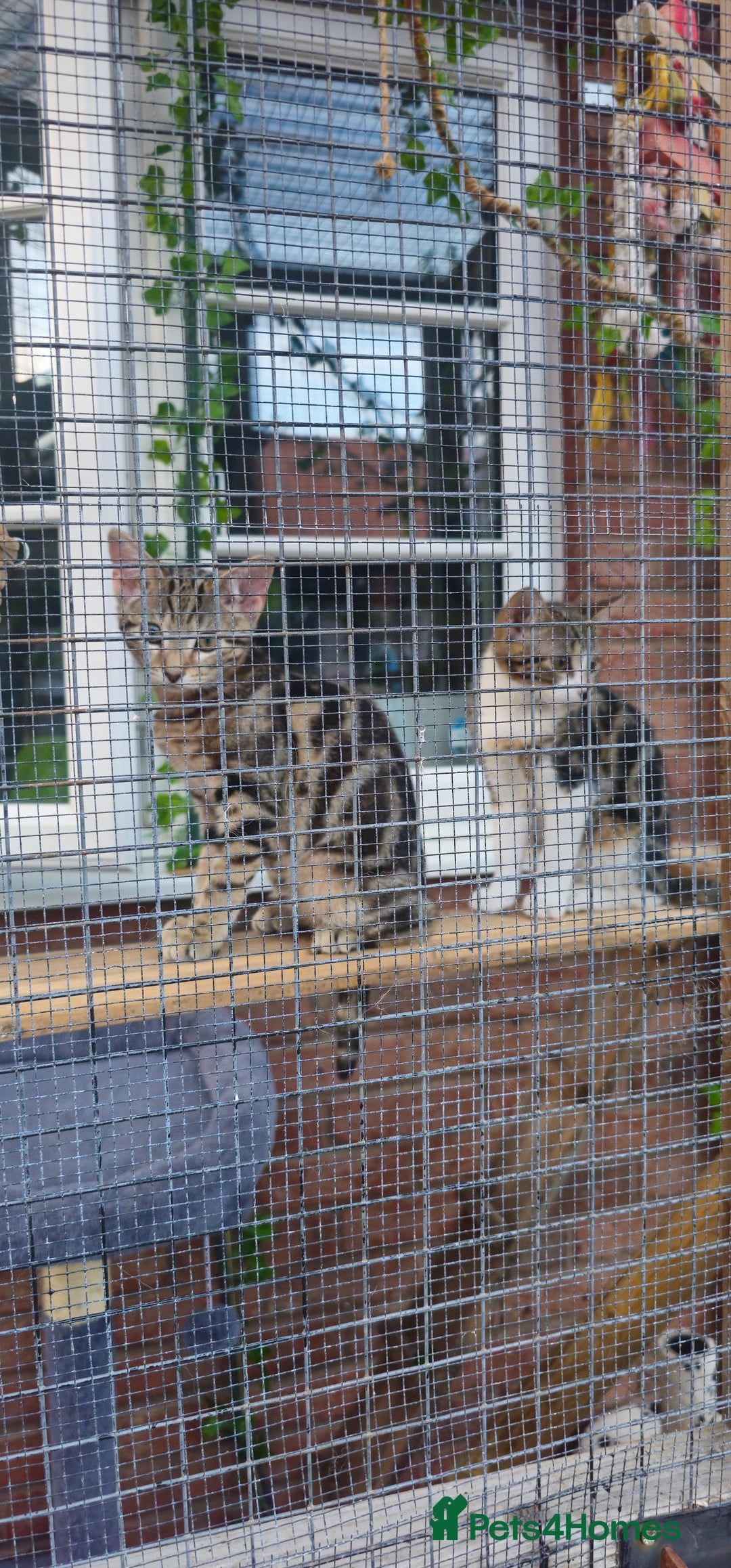 Bengal cats for sale: 2 bengal Cross sisters - Image 4