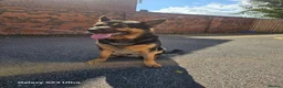 German Shepherd dogs for stud: BLUEY German shepherd stud in Tamworth - Advert 2