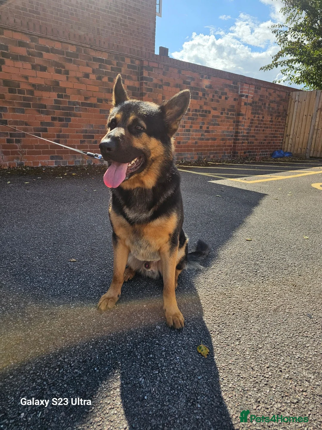 German Shepherd dogs for stud: BLUEY German shepherd stud in Tamworth - Advert 2