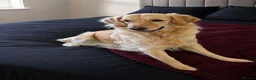 Golden Retriever dogs for sale: Beautiful Golden Retriever - Advert 2