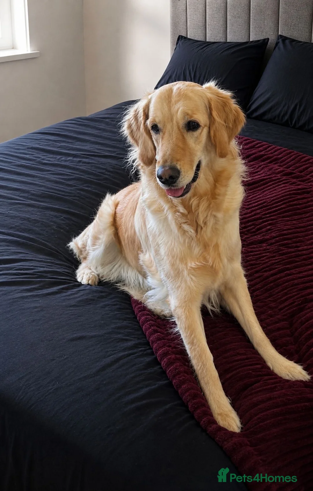 Golden Retriever dogs for sale: Beautiful Golden Retriever - Advert 2