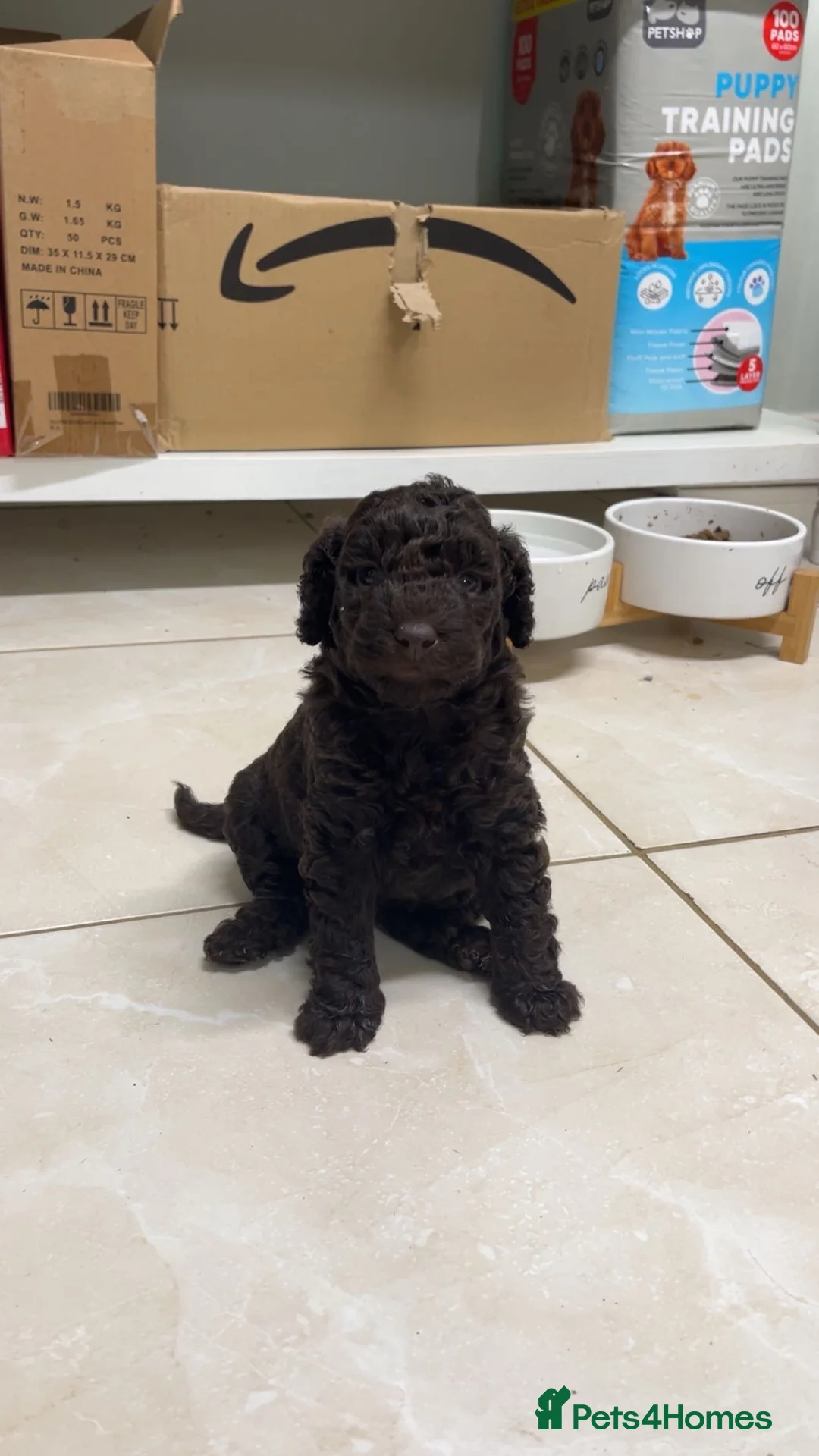 Miniature Poodle dogs for sale: Miniature poodle puppies  - Advert 2