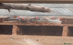 Finches birds for sale: Zebra finch for sale  - Image 3