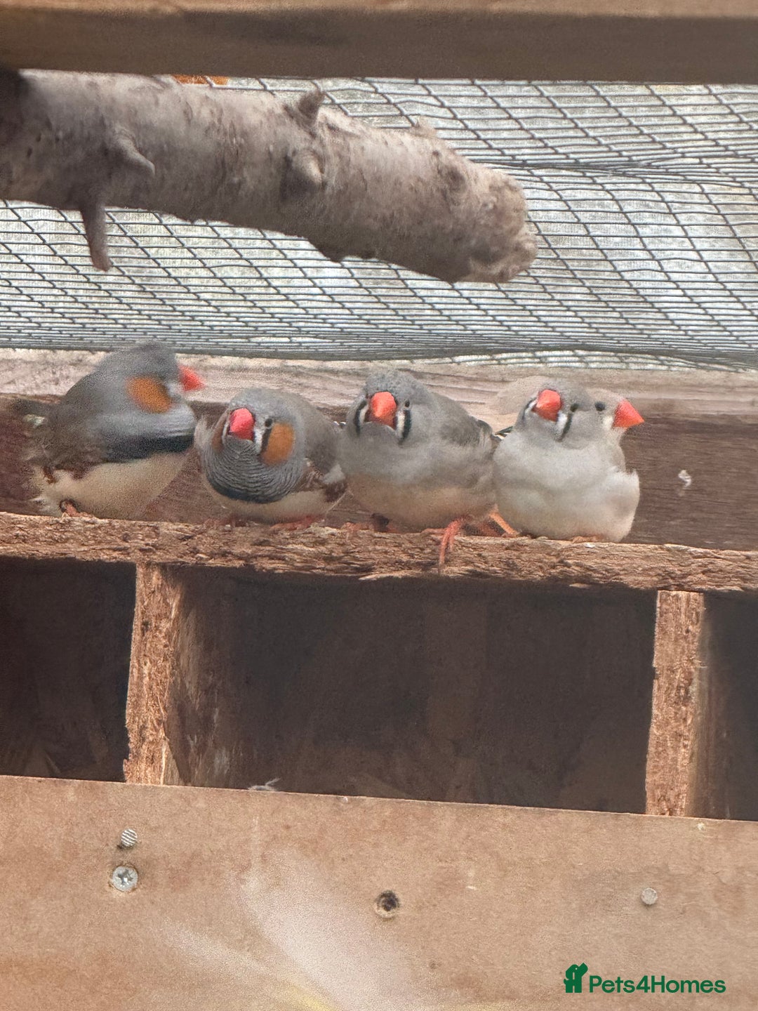 Finches birds for sale: Zebra finch for sale  - Image 3