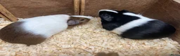 Guinea Pig rodents for sale: Female/Sow Dutch Guinea pigs - Advert 4