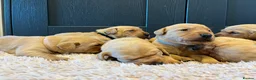 Labrador Retriever dogs for sale:  Fox red Labrador pups for sale, KC registered - Advert 21