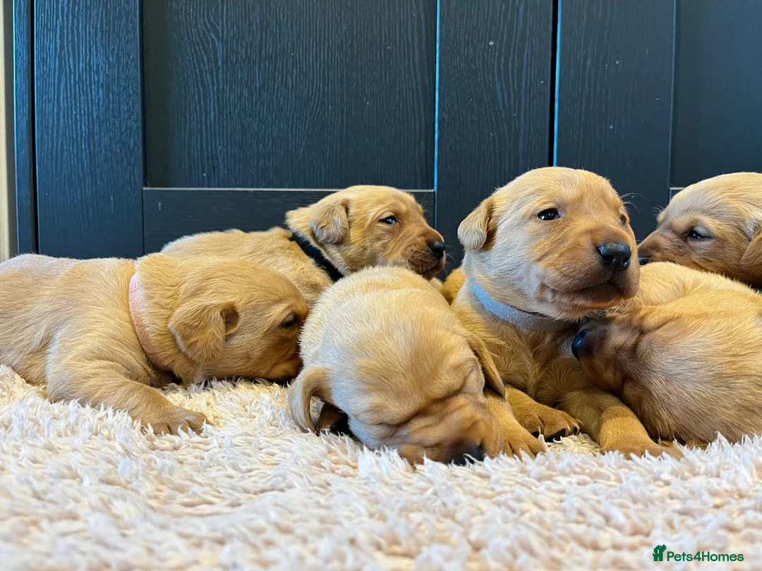 Labrador Retriever dogs for sale:  Fox red Labrador pups for sale, KC registered - Advert 21