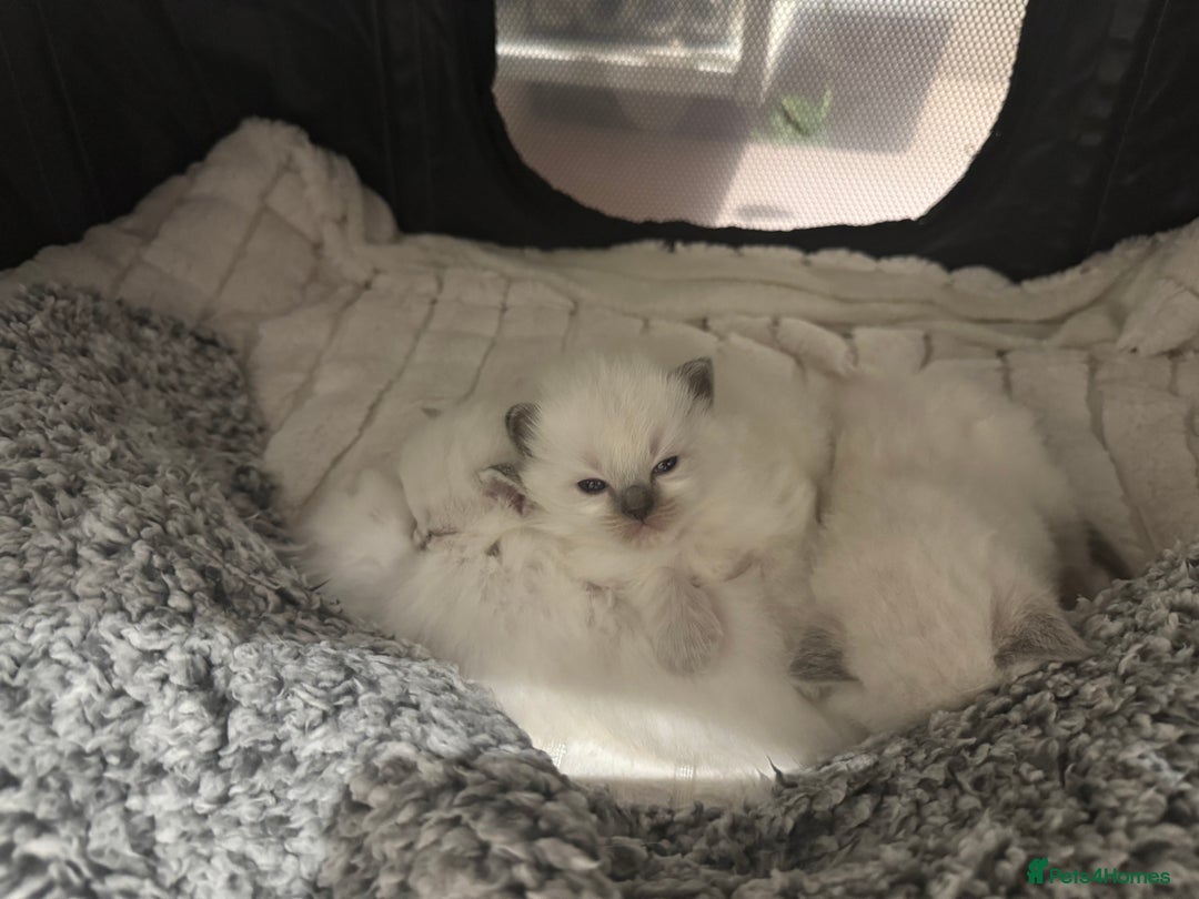 Ragdoll cats for sale: Exceptional Pure Blue Point Ragdoll kitten  - Advert 14