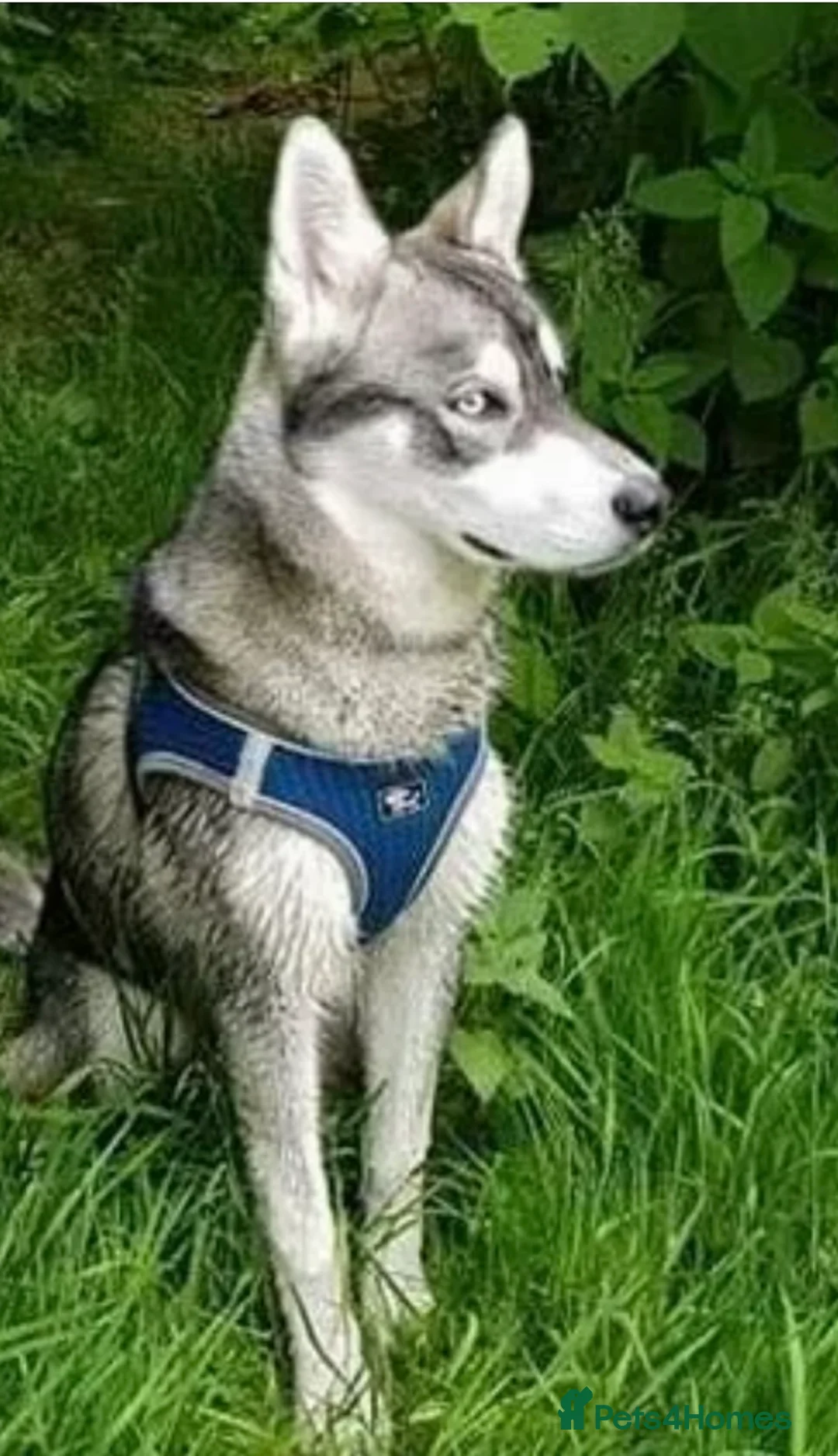 Siberian Husky dogs for sale: 2 male Siberian Husky pups for sale - Advert 2