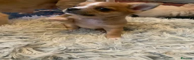 Chihuahua 3